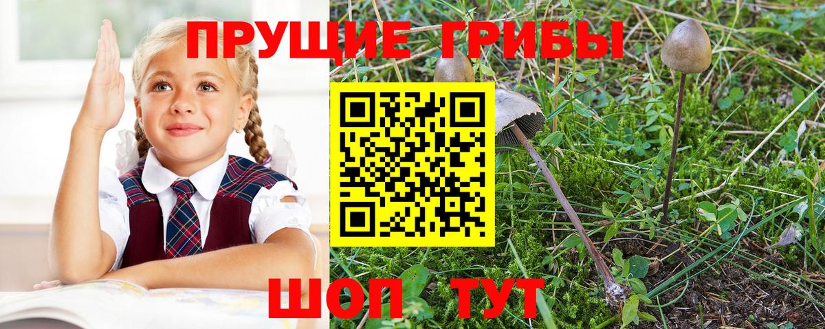Псилоцибиновые грибы GOLDEN TEACHER Кушва